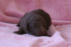 Picture of Australian Labradoodle