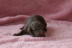Picture of Australian Labradoodle
