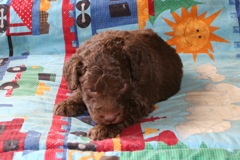 Picture of Australian Labradoodle