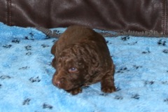 Picture of Australian Labradoodle