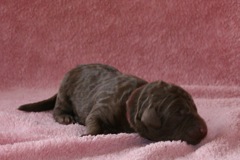 Picture of Australian Labradoodle