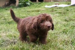 Picture of Australian Labradoodle