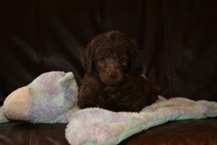 Picture of Australian Labradoodle