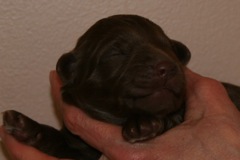 Red Girl, week 1, 1lb 6oz<br>