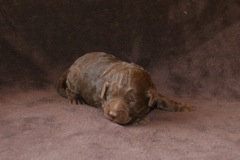 Red Girl, week 2, 1lb 11oz<br>