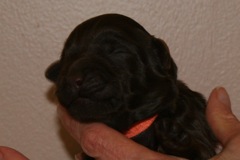 Orange Girl, week 1, 1lb 3oz<br>