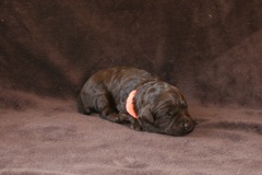 Orange Girl, week 2, 1lb 11oz<br>