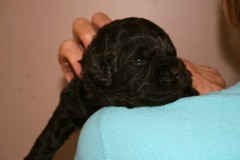 Orange Girl, week 3, 2lb 7oz<br>