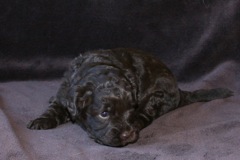 Orange Girl, week 4, 3lb 2oz<br>