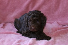Orange Girl, week 6, 4lb 9oz<br>Available Now