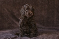 Orange Girl, week 8, 4lb 13oz copy<br>Home To Kentucky