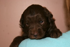 Red Girl, week 3, 2lb 8oz<br>