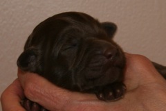 Yellow Girl, week 1, 1lb 4oz<br>