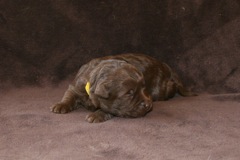 Yellow Girl, week 2, 2lb<br>