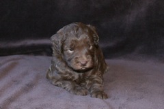 Yellow Girl, week 4, 3lb 4oz<br>