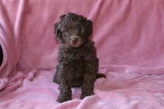 Yellow Girl, week 6, 5lb 2oz<br>Available Now