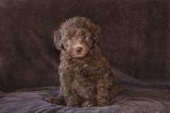 Yellow Girl, week 7, 5lb 10oz<br>Available Now