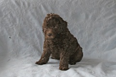 Yellow Girl, week 8, 5lb 15oz<br>Available Now