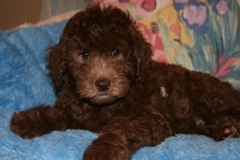 Yellow Girl, week 9, 7lb 3oz<br>Available Now