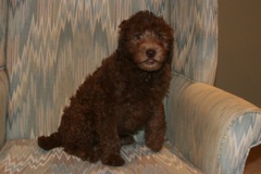 Yellow Girl, week 11, 9lb 2oz<br>Available Now