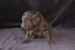Red Girl, week 4, 4lb 1oz<br>