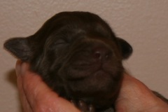Red Boy, week 1, 1lb 4oz<br>