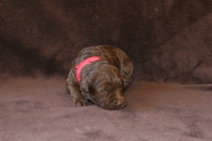 Red Boy, week 2, 1lb 12oz<br>