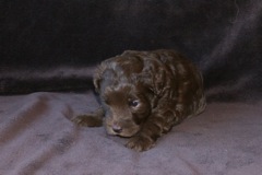 Red Boy, week 4, 3lb 6oz<br>
