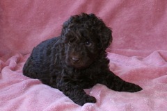Red Boy, week 6, 5lb 12oz<br>Available Now