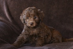 Red Boy, week 7, 6lb 8oz<br>Available Now