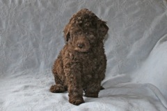 Red Boy, week 8, 7lb 12oz<br>Available Now