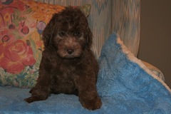 Red Boy, week 9, 8lb 13oz<br>Available Now