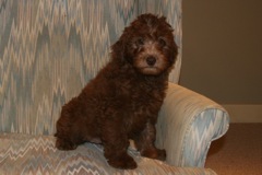Red Boy, week 11, 10lb 5oz<br>Adopted By A Georgia Family