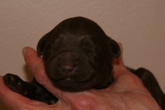Orange Boy, week 1, 1lb 3oz<br>