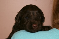 Orange Boy, week 3, 2lb 14oz<br>