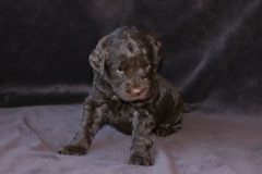 Orange Boy, week 4, 3lb 13oz<br>