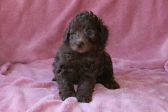 Orange Boy, week 6, 6lb 5oz<br>Available Now