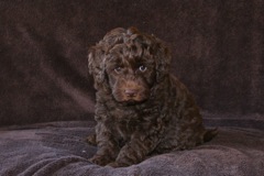 Orange Boy, week 7, 7lb<br>Available Now