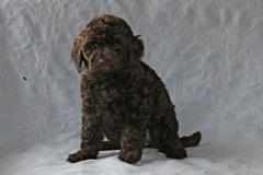 Orange Boy, week 8, 8lb 7oz<br>Available Now