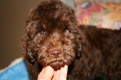 Orange Boy, week 9, 8lb 2oz<br>Available Now
