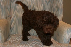 Orange Boy, week 11, 10lb 11oz<br>Available Now