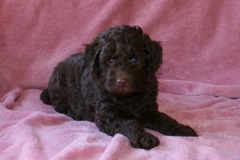 Red Girl, week 6, 6lb 10oz<br>Available Now