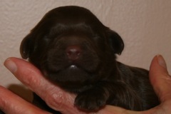 Yellow Boy, week 1, 1lb 3oz<br>