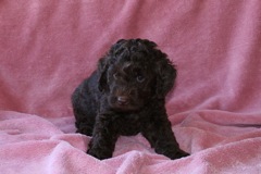 Yellow Boy, week 6, 5lb 2oz<br>Available Now