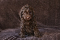 Yellow Boy, week 7, 5lb 9oz<br>Available Now