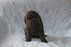 Yellow Boy, week 8, 6lb 10oz<br>Available Now