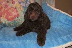 Yellow Boy, week 9, 8lb<br>Available Now