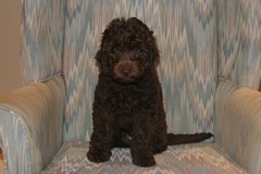 Yellow Boy, week 11, 9lb 11oz<br>Available Now