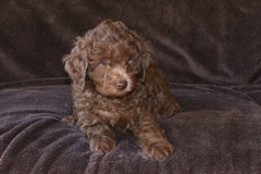 Red Girl, week 7, 7lb 5oz<br>Adopted By A New Jersey Family