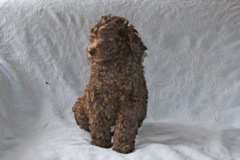 Red Girl, week 8, 8lb 4oz<br>Adopted By A New Jersey Family